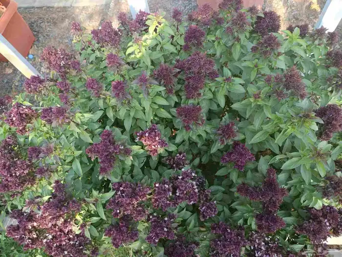 اجمل النباتات والأشجار داخل المدينه المنوره 1