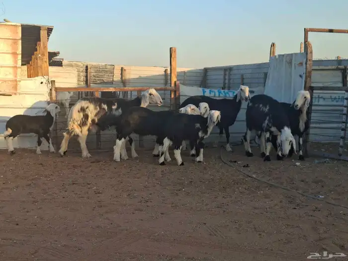 نجد 4 تحتها 4 2