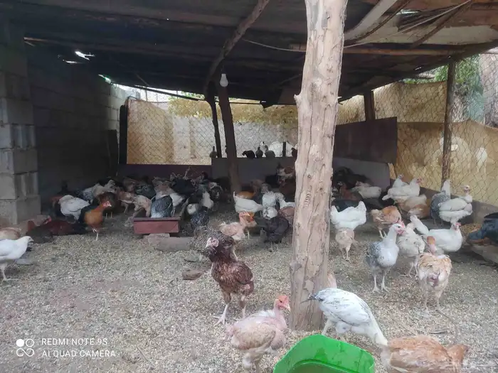 دجاج بلدي للبيع. الموقع  مدركه رحاط 1