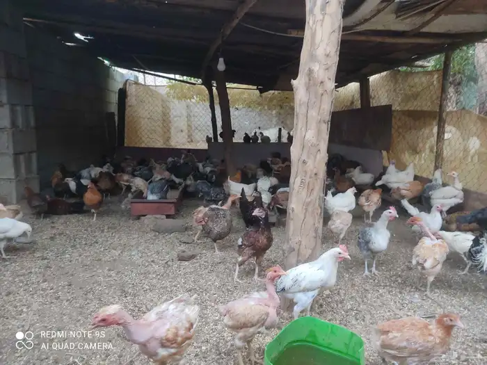 دجاج بلدي للبيع. الموقع  مدركه رحاط 2