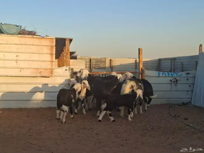 نجد 4 تحتها 4 4