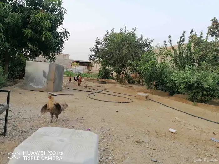 الدجاج للبيع 8