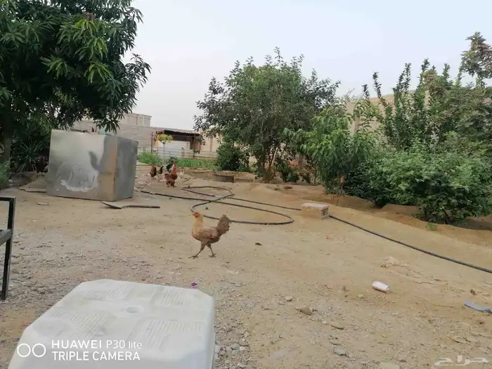 الدجاج للبيع 9