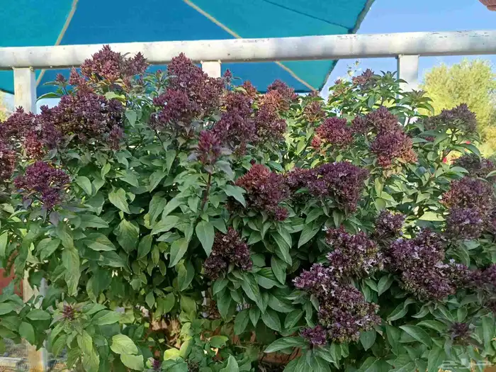 اجمل النباتات والأشجار داخل المدينه المنوره 2