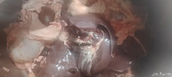 كبده حاشي طازجه بلدي كبده لحم متوفره بشكل يومي 3