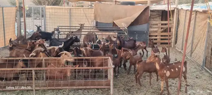 معزا محايليه دهم المعزا بالعدد التيوس 3 فحول معاها والولاد ف 5