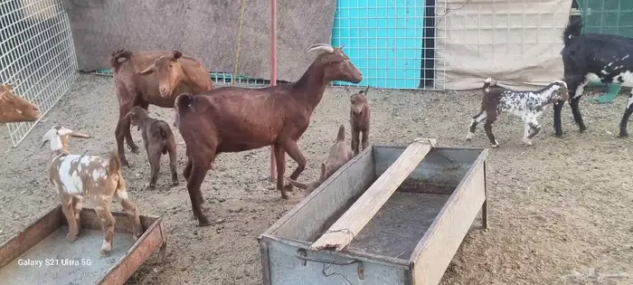 معزا محايليه دهم المعزا بالعدد التيوس 3 فحول معاها والولاد ف 0