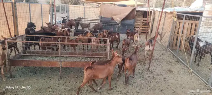 معزا محايليه دهم المعزا بالعدد التيوس 3 فحول معاها والولاد ف 8