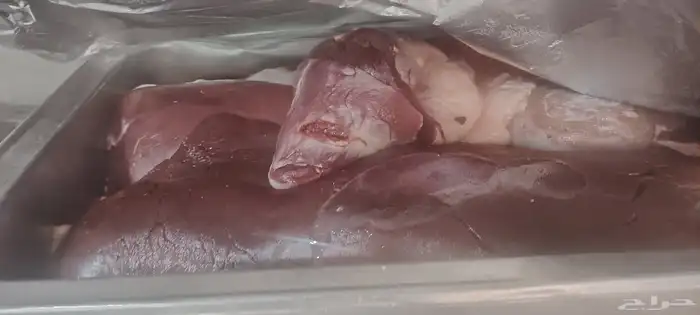 كبده حاشي طازجه بلدي كبده لحم متوفره بشكل يومي 0