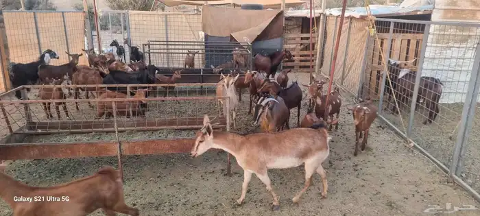 معزا محايليه دهم المعزا بالعدد التيوس 3 فحول معاها والولاد ف 6