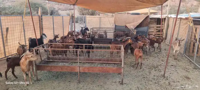 معزا محايليه دهم المعزا بالعدد التيوس 3 فحول معاها والولاد ف 7