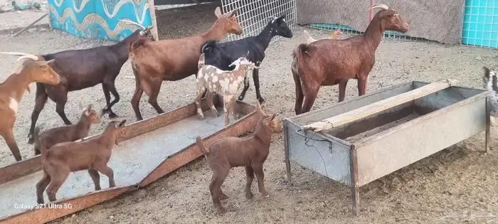 معزا محايليه دهم المعزا بالعدد التيوس 3 فحول معاها والولاد ف 4