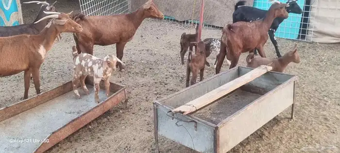 معزا محايليه دهم المعزا بالعدد التيوس 3 فحول معاها والولاد ف 1