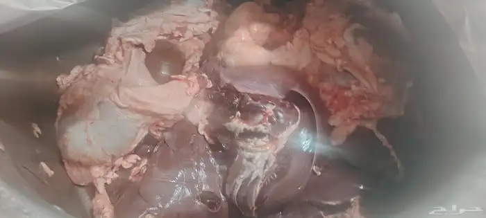 كبده حاشي طازجه بلدي كبده لحم متوفره بشكل يومي 1