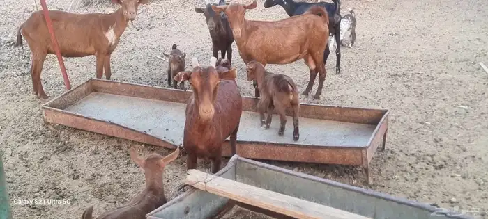 معزا محايليه دهم المعزا بالعدد التيوس 3 فحول معاها والولاد ف 3