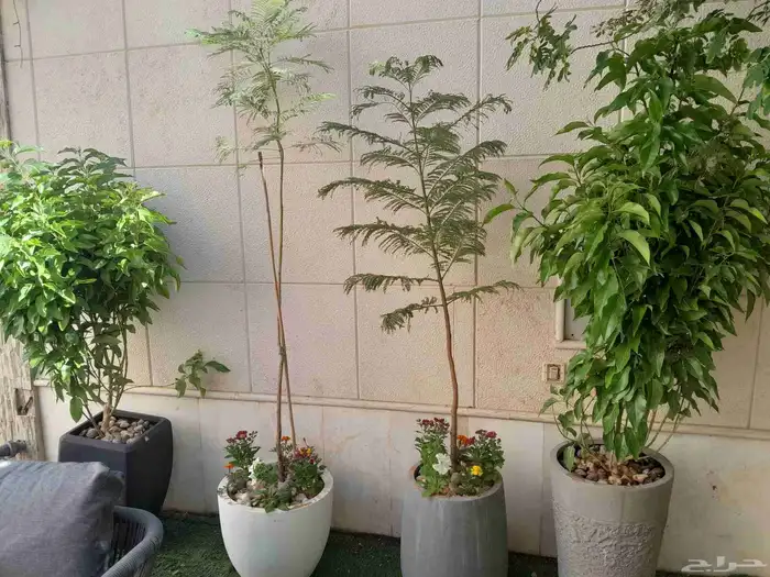 مشتل تنسيق حدائق 1