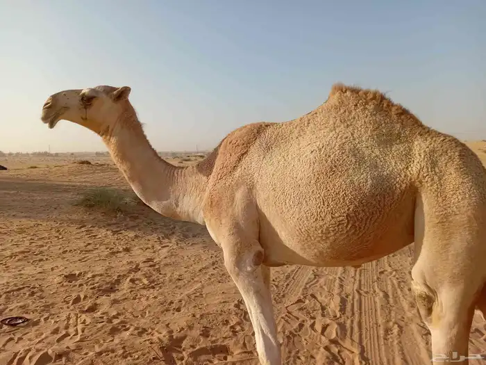 بكره مفروده طيبه ع زمول عيد ابن ضافر القحطاني الي شاركت شلفى 4