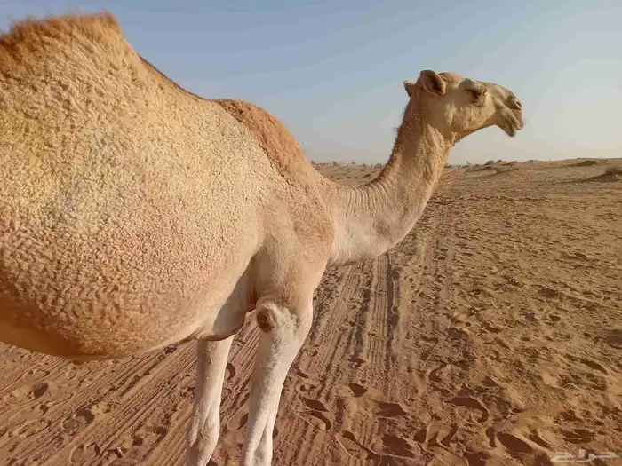 بكره مفروده طيبه ع زمول عيد ابن ضافر القحطاني الي شاركت شلفى 3