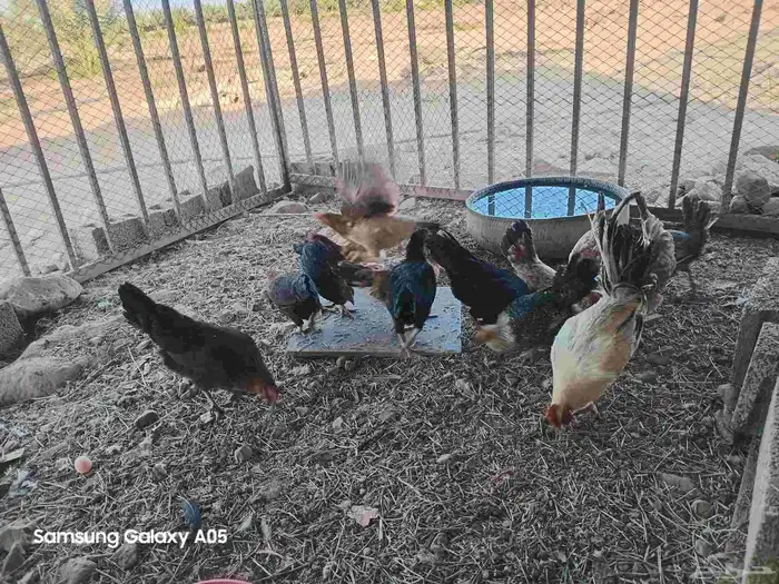 دجاج للبيع 0