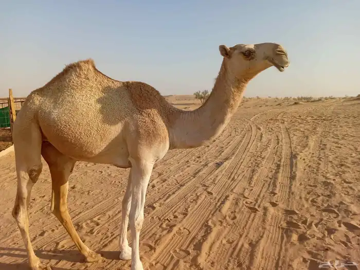 بكره مفروده طيبه ع زمول عيد ابن ضافر القحطاني الي شاركت شلفى 0