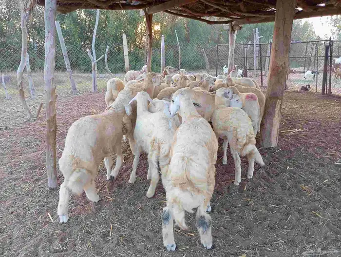 طليان ذبايح نظيفة ماشاء الله تبارك الله العدد 30 2