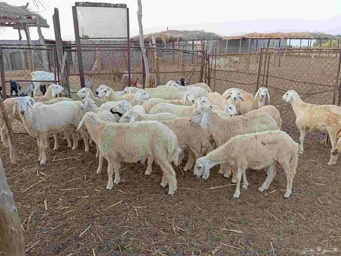 طليان ذبايح نظيفة ماشاء الله تبارك الله العدد 30 7