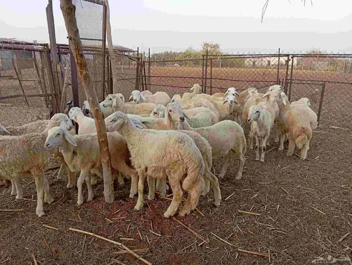 طليان ذبايح نظيفة ماشاء الله تبارك الله العدد 30 5