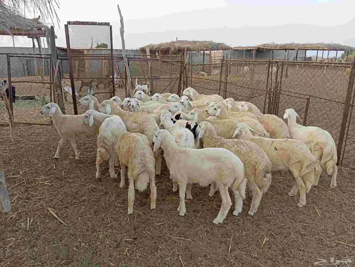 طليان ذبايح نظيفة ماشاء الله تبارك الله العدد 30 9