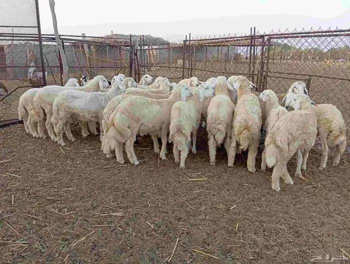 طليان ذبايح نظيفة ماشاء الله تبارك الله العدد 30 0