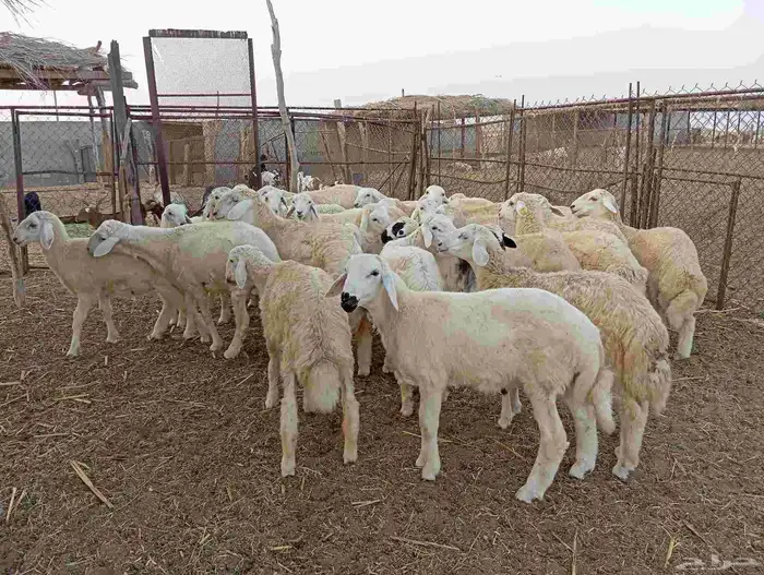 طليان ذبايح نظيفة ماشاء الله تبارك الله العدد 30 6