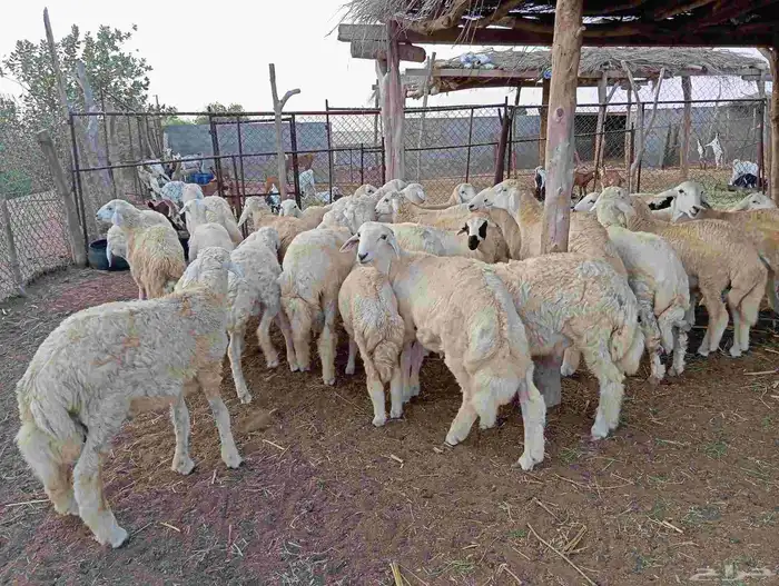 طليان ذبايح نظيفة ماشاء الله تبارك الله العدد 30 1