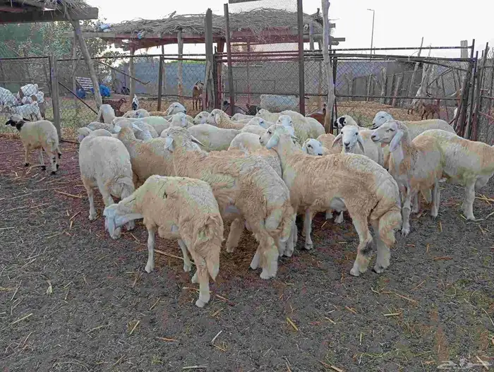 طليان ذبايح نظيفة ماشاء الله تبارك الله العدد 30 8