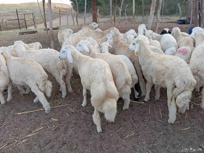 طليان ذبايح نظيفة ماشاء الله تبارك الله العدد 30 3