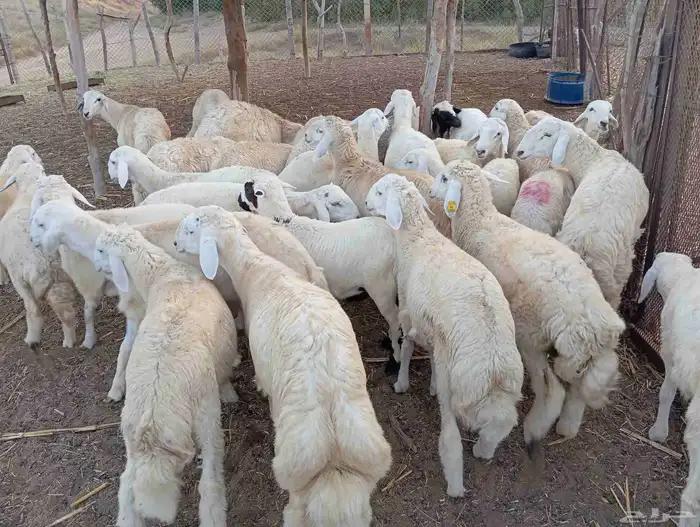 طليان ذبايح نظيفة ماشاء الله تبارك الله العدد 30 4