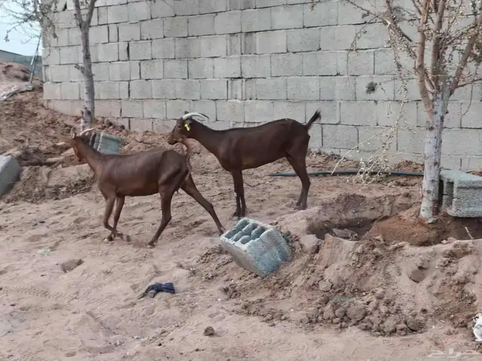 محايليات لون دهم منوه قناي 1