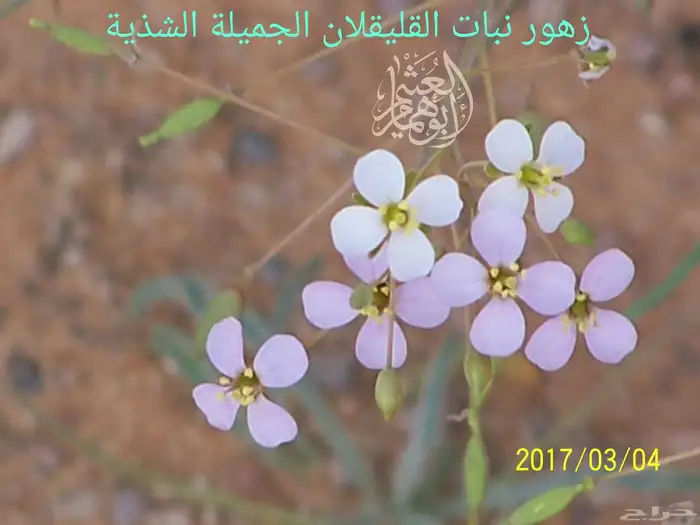 بذور القليقلان 1