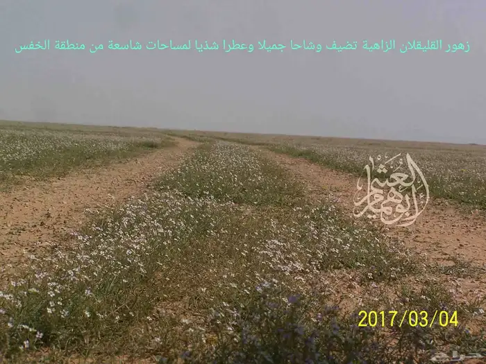 بذور القليقلان 4