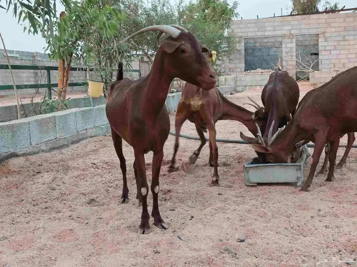 محايليات لون دهم منوه قناي 2