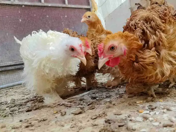 للبيع دجاج كوشن سلكي 3