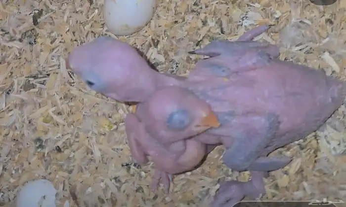 جوز درة بفروخه 2