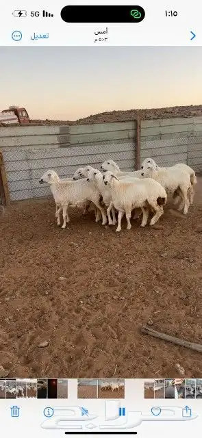 غنم حريات حرش دفيع و متابيع بفحلها مراح واحد 31