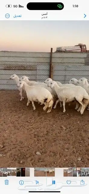 غنم حريات حرش دفيع و متابيع بفحلها مراح واحد 32