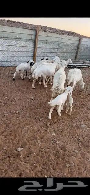 غنم حريات حرش دفيع و متابيع بفحلها مراح واحد 37