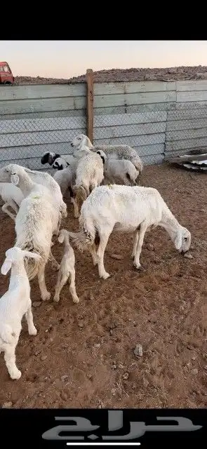 غنم حريات حرش دفيع و متابيع بفحلها مراح واحد 34