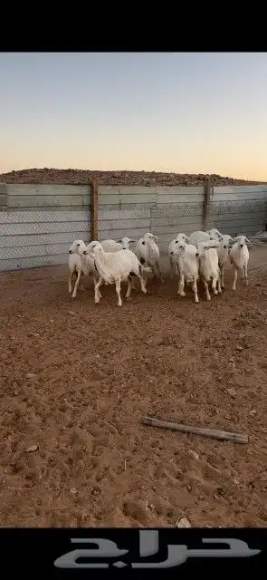 غنم حريات حرش دفيع و متابيع بفحلها مراح واحد 29