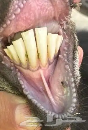 عنز بولدها 1