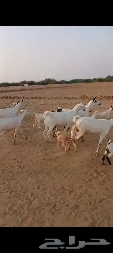 غنم البيشيات منتج العدد 20رس 2