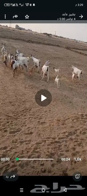 غنم البيشيات منتج العدد 20رس 0