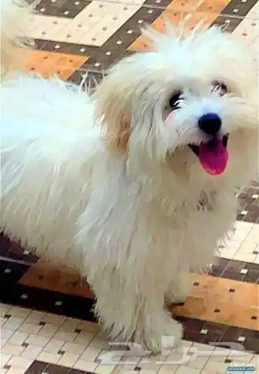 كلب مالتيز للبيع 0