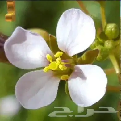 بذور القليقلان 0